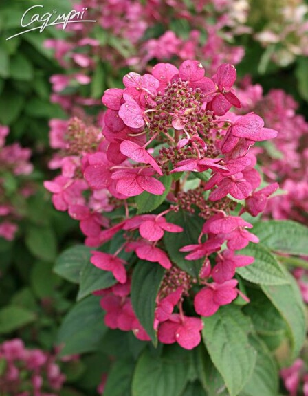 Гортензия метельчатая 'Magical Fire'® - 3