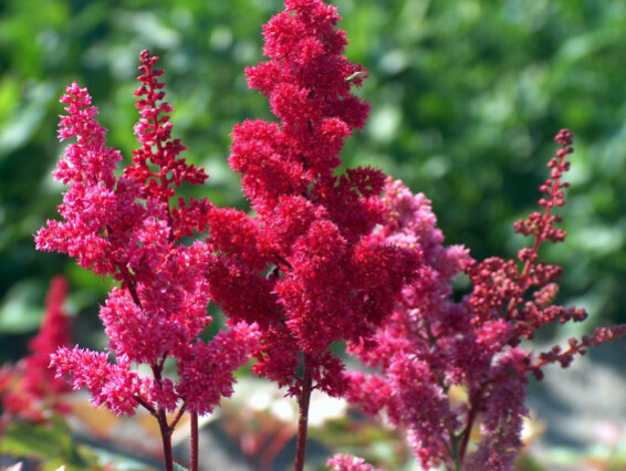 Астільба Арендса 'Fanal' - 1