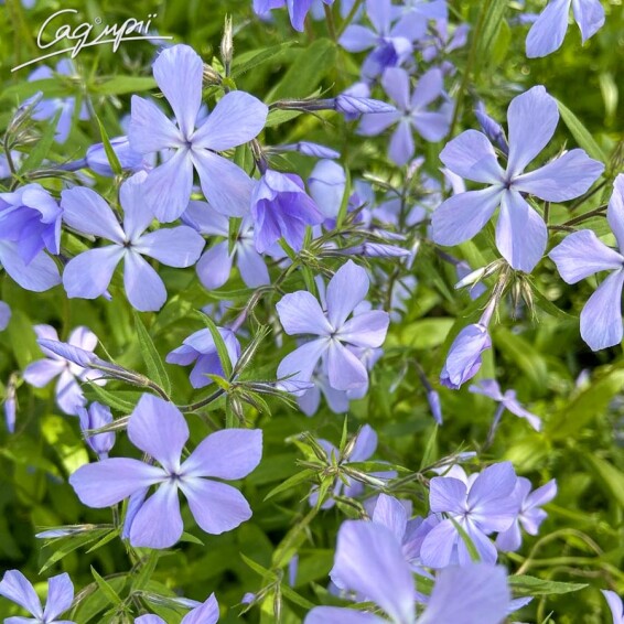 Флокс розчепірений - 3