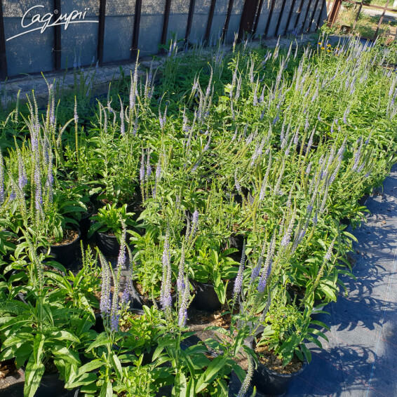 Вероника длиннолистная - 4