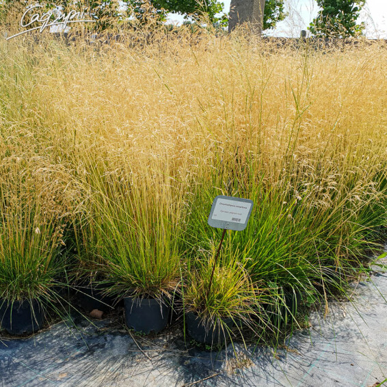 Луговик дернистый, C1 - - 4