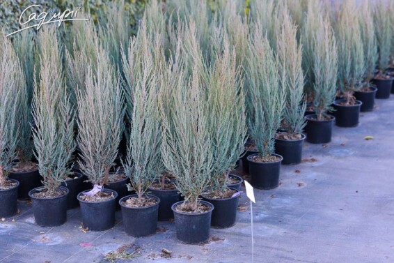 Можжевельник скальный 'Blue Arrow' - 5