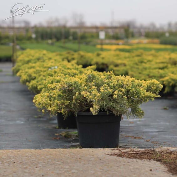 Можжевельник китайский 'Expansa Variegata' - 3