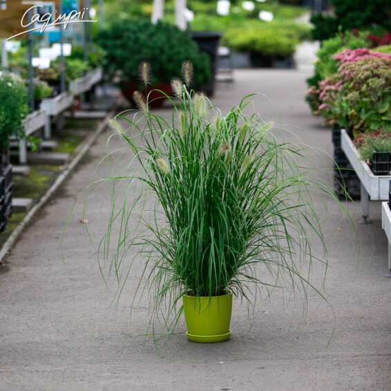 Пенісетум волохатий, C1 - - 5 Пенісетум волохатий, C1 - - 5