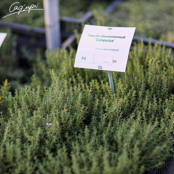 Тимьян обыкновенный 'Compactus' #1, p9 - - 4
