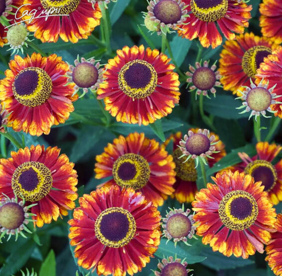 Геленіум 'Can Can' #3, C3 - - 4