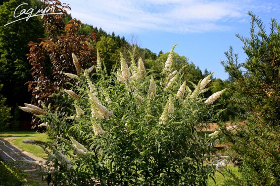 Буддлея Давида 'White Profusion' - 6