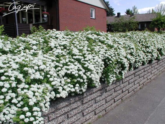Спирея березолистная - 1