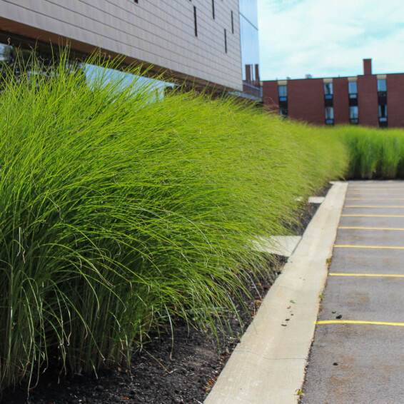 Мискантус китайский 'Gracillimus' - 7