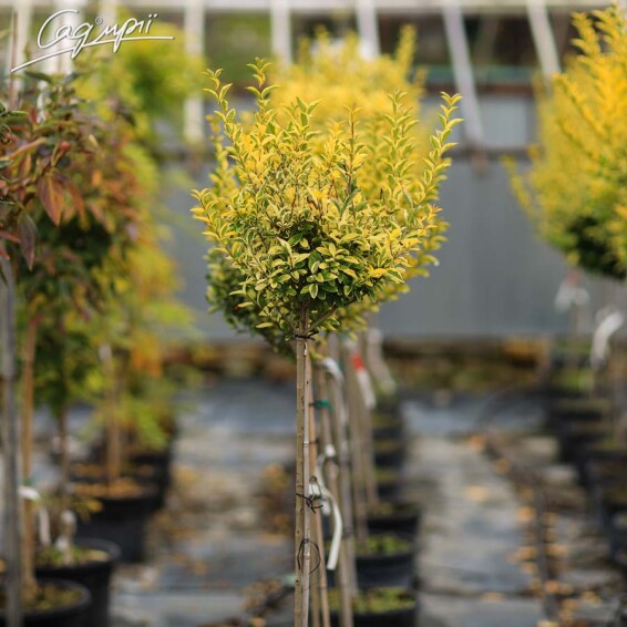 Бирючина овальнолиста 'Aureum' - 5