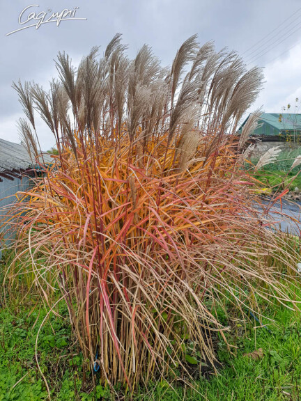 Міскантус китайський 'Malepartus', C3 - - 6