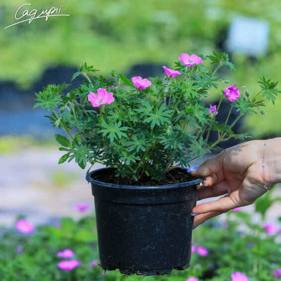 Герань кроваво-червона 'Max Frei' - 6 Герань кроваво-червона 'Max Frei' - 6