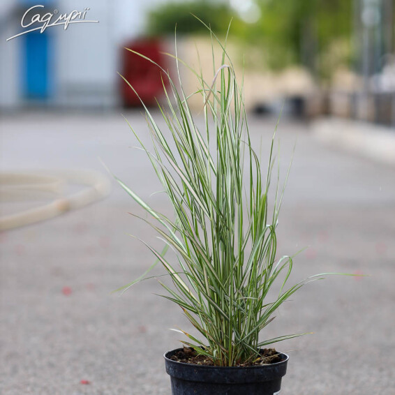 Куничник гостроквітковий 'Avalanche', C1 - - 1