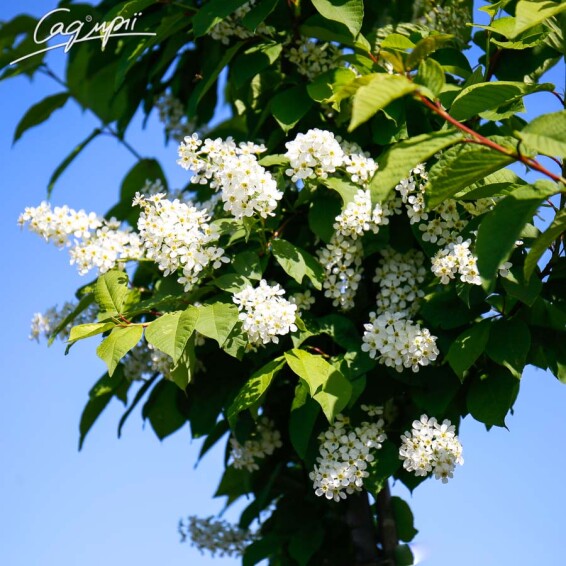 Черемшина звичайна - 6