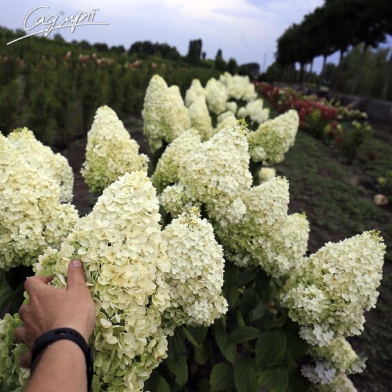 Гортензия метельчатая 'Magical Moonlight' ® - 5