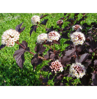 Пухироплідник калинолистний 'Red Baron'