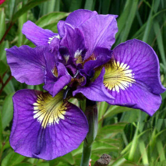Ирис сибирский 'Double Standard' - 2