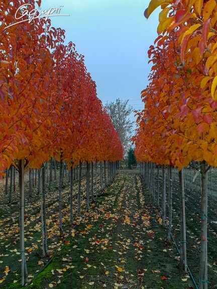 Груша Каллериана 'Redspire' - 4