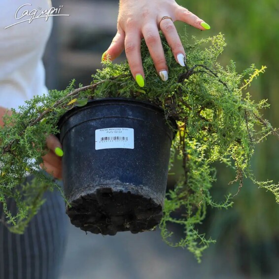 Астра вересковая 'Snow Flurry' - 5