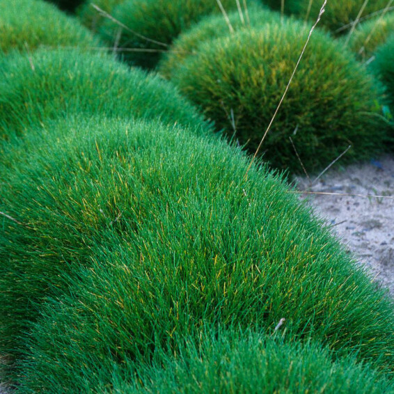 Овсяница метельчатая, p9 - - 5 Овсяница метельчатая, p9 - - 5