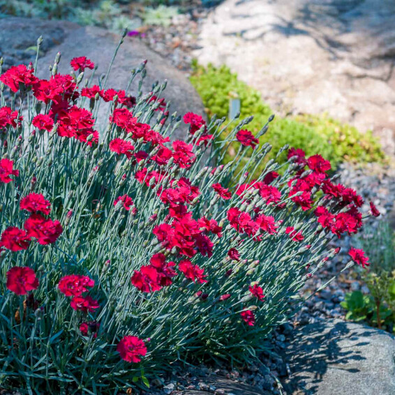 Гвоздика сірувато-блакитна 'Rubin' - 1 Гвоздика сірувато-блакитна 'Rubin' - 1