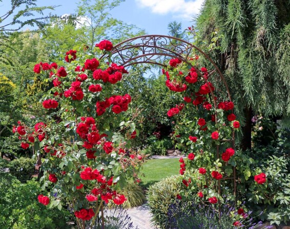 Роза плетистая 'Amadeus' #1, С7 - - 6