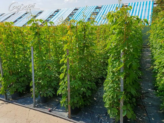 Виноград дівочий 'Engelmannii' #3, C3 150-175 - 2