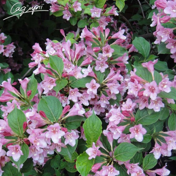 Вейгела 'Feline Courtamon' - 3