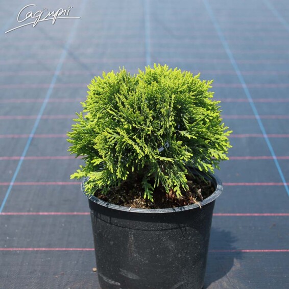 Туя западная 'Danica' - 6