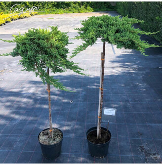 Можжевельник лежачий 'Nana', ф. штамбовая