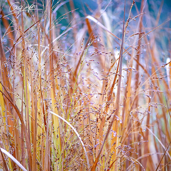 Просо вербовидне 'Prairie Sky', C3 - - 1
