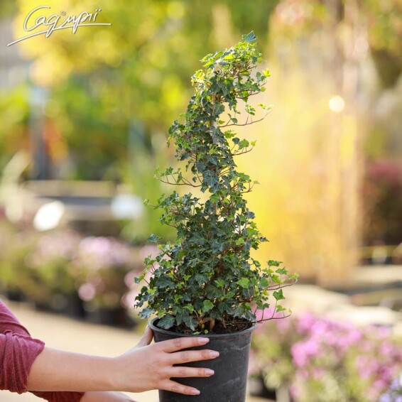 Плющ звичайний 'Ivalace' - 1