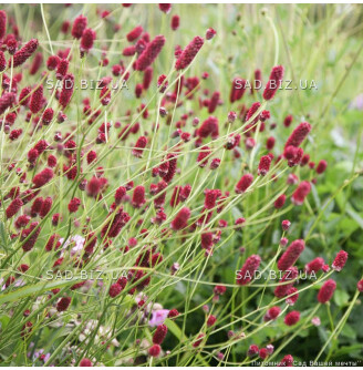 Кровохлебка лікарська 'Red Thunder'