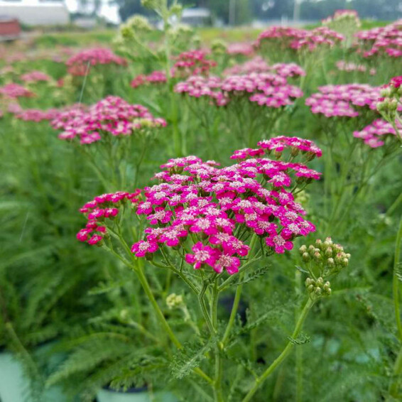 Деревій гібридний 'Rainbow Lightning Pink®' #1, ГК - - 3