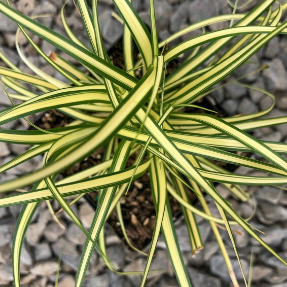 Осока охіменська 'Evergold' - 1