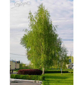 Береза плакуча