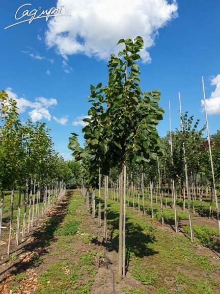 Липа кавказская - 1 Липа кавказская - 1