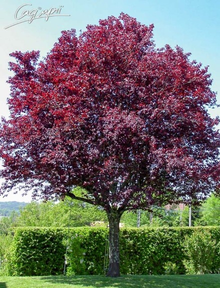 Слива розчепірена 'Pissardii' #9, WRB 20--25 400-450 St. 225 - 7 Слива розчепірена 'Pissardii' #9, WRB 20--25 400-450 St. 225 - 7