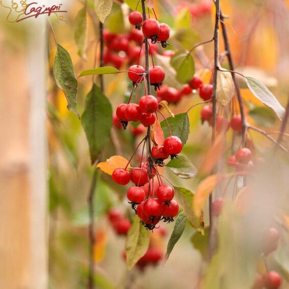 Яблуня плакуча 'Royal Beauty' #4, WRB 10--12 - St. 220-230 - 10 Яблуня плакуча 'Royal Beauty' #4, WRB 10--12 - St. 220-230 - 10