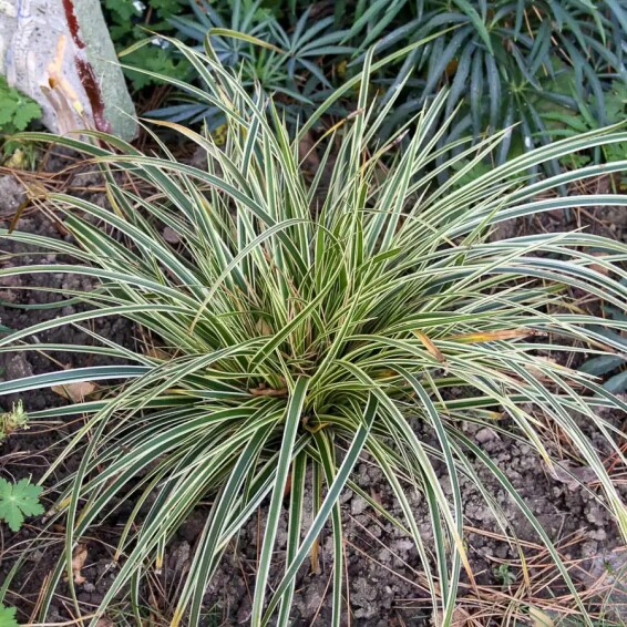 Осока Моррова 'Goldband', Р9 - - 4