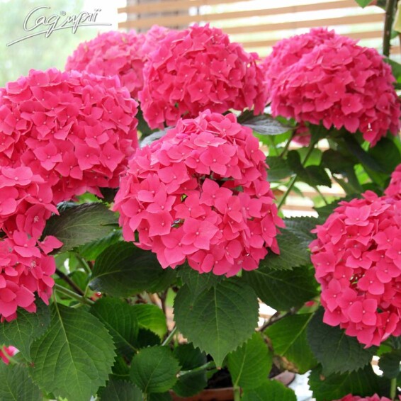 Гортензия крупнолистная 'Masja' - 1