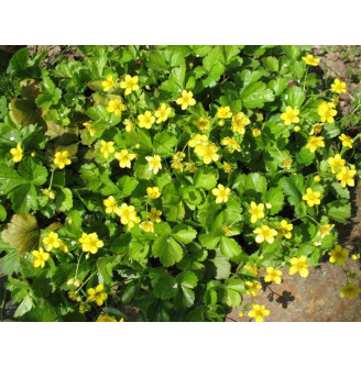 Вальдштейнія трійчаста