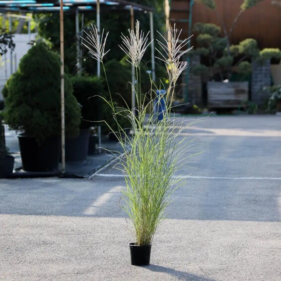 Мискантус китайский 'Silberspinne' - 2