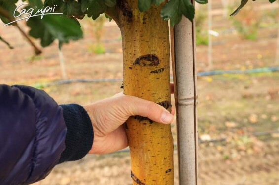 Глід колючий 'Paul`s Scarlet' #8, WRB 12--14 400-450 St. 180-200 - 2