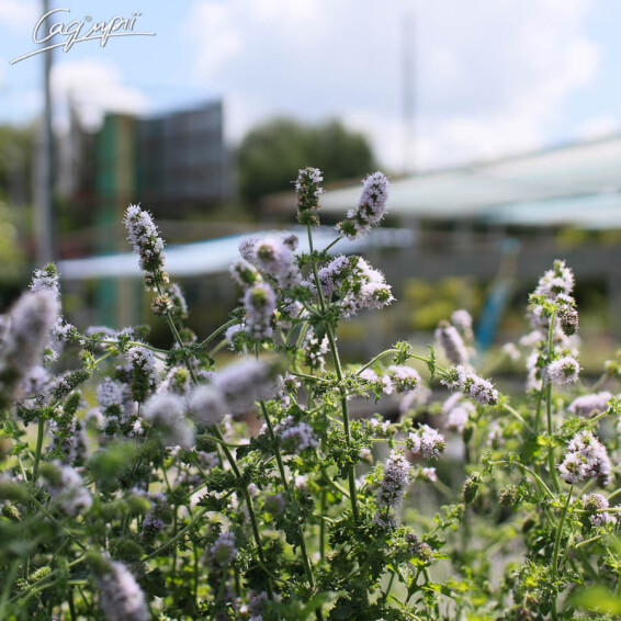 М'ята духмяна 'Apple Mint' - 7