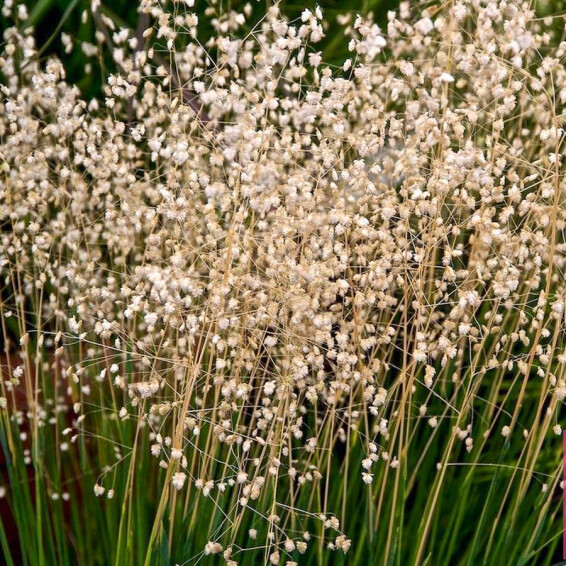 Бриза середня , p9 - - 2