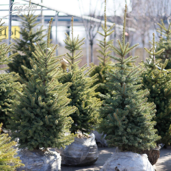 Ель сербская #2, WRB 100-125 - 7