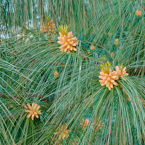 Сосна гімалайська (Гріффіта), WRB - 200-250 - - 3