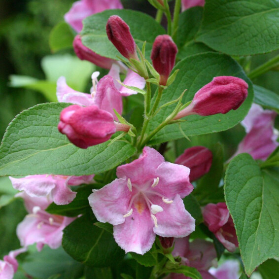 Вейгела 'Styriaca' - 3