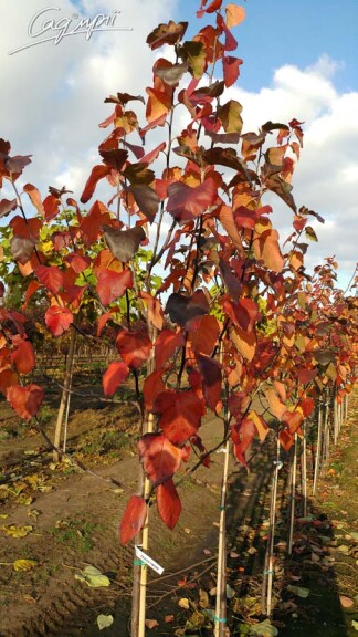 Яблуня 'Brandy Wine' #1, C60 12--14 250-300 St. 1/2 - 3